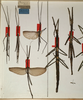 CollectionObject 1561073; NMW 861'', 5f12f709-0806-46bf-8e13-72e248a25ed3: copyright NMW, Vienna. male and female of Pharnacia biceps (lectotype / paralectotypes). (CollectionObject).