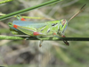 Hesperotettix viridis pratensis Scudder, 1897: male (5 miles south of Chadron, Nebraska, 24 June 2020). (Otu).