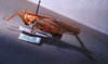 CollectionObject 1541575; 750487d2-dd76-4437-bc24-36c82492c024: male, lateral view (topotype). (CollectionObject).