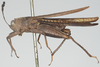 CollectionObject 1516364; 0aee51e9-2103-4092-b0e3-ca7f586cfbf9: female, lateral view (holotype of Phaestus sumatrensis). (CollectionObject).