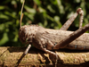 FieldOccurrence 128; 429ebaba-dbf2-4706-a1d1-cf799fa02531; Tanzania
near Lake Jipe North Pare, 2018/02/17: female, pronotum. (FieldOccurrence).