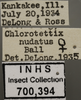 Other: !! display not done !! on Chlorotettix nudatus Ball, 1900: Labels. (Observation).