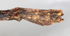 CollectionObject 1559087; NMW 216, 1d2ad33e-903b-4178-9a0a-f130a5b84d6b: copyright NMW, Vienna. female: end of abdomen, lateral view (syntype). (CollectionObject).