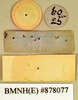 Gyna laticosta (Walker, 1868): Holotype, unsexed, labels, reverse. BMNH(E)#878077. (Otu).