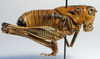 male, lateral view (holotype). Depicts CollectionObject 1517253; f39be1bd-484b-4abb-ab08-9cda006328e5, a CollectionObject.