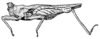 Stalitettix spinifrons (Stål, 1861): Fig. 161. male, lateral view (pronotum length 11 mm, hind femur 6 mm). (Otu).