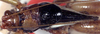CollectionObject 1516948; d350ea1f-db4c-432d-abdc-fbf9dee71550: male head and pronotum, dorsal view (holotype). (CollectionObject).
