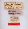 CollectionObject 1558137; 1538b937-0ef1-466b-a439-0ce0bdb24f0a: copyright MNHG, Geneva. male, data labels (syntype). (CollectionObject).;CollectionObject 1558138; e96a9060-98ad-481a-b0ea-009f1452e544: copyright MNHG, Geneva. male, data labels (syntype). (CollectionObject).