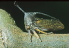Euceropsila Boulard, 1979: _Euceropsila_. (Otu).
