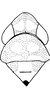 Head on Dworakowskaia hainanensis Chou & Zhang, 1985: Head, pro-, and mesothorax. (Observation).