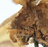CollectionObject 1539800; 5ddb1771-fca9-40a7-84c2-d065d60ed469: female pronotum, lateral view (holotype of variety morata). (CollectionObject).