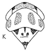 Head on Brazosa Oman, 1938: Head, pro-, and mesothorax. (Observation).