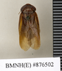 CollectionObject 1573038; 34c0ae56-5887-4d04-840f-1aaab3d7e937: Copyright Natural History Museum, London. Non-type (adult male) in BM(NH). Dorsal view. (CollectionObject).
