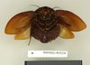 CollectionObject 1552979; e003cd02-32a3-4232-9d73-e6c9089204f2: Copyright Natural History Museum, London. Holotype (adult female) in BM(NH). Ventral view. (CollectionObject).