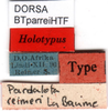 CollectionObject 1502840; 38636106-237a-4839-aee1-9cd06e7cc946: labels (syntype). (CollectionObject).