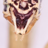 CollectionObject 1583375; UDBC<IH> CRI002494925, 58897ac7-3428-4c9c-9202-6191407688b0: male, subgenital plate (paratype). (CollectionObject).