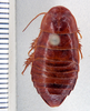 Cryptocercus punctulatus Scudder, 1862: Photo taken by Heidi Hopkins. (Otu).