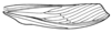 Phaeoparia depressicornis (Bruner, 1908): Fig. 40. male tegmen. (Otu).