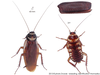 Fortiblatta australasiae (Fabricius, 1775): Copyright Josef Dvorák. Periplaneta australasiae. (Otu).