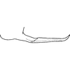 Pygofer appendages on Distantasca bulbosa (Dworakowska, 1994): Pygofer process, lateral view. (Observation).
