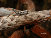 Arminda hierroensis Enderlein, 1930: male (Canary Islands). (Otu).