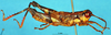 CollectionObject 1503820; a4c66e6b-e0bc-49b4-8b3e-120d09fa6fad: male, lateral view (holotype). (CollectionObject).