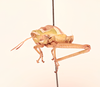 CollectionObject 2045668; 68ccc6bb-94ab-4c8a-8f64-088d7846dca6, NHMUK015982297: male, lateral view (paratype). (CollectionObject).
