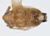 Habitus, dorsal view on Delphacodes quadridentis Beamer, 1948: (Observation).