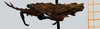 CollectionObject 1506105; 412e75db-59ab-4421-982b-eac528b7c028: male, lateral view (syntype). (CollectionObject).