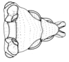 Tetrixocephalus chilensis Ronderos, 1970: Fig. 27. epiphallus, ectophallus and aedeagus apex, dorsal view. (Otu).