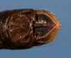 CollectionObject 1564448; e464a848-8f17-4b4c-9126-e57ea21341e2: male abdomen tip, dorsal view. (CollectionObject).