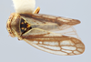 Habitus, dorsal view on Oncopsis speciosa Hamilton, 1987: (Observation).