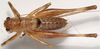 CollectionObject 1527244; 145202c4-05b6-42d1-a4c3-15c7a52d3243: male, dorsal view (paratype). (CollectionObject).
