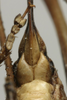 CollectionObject 1535144; a7879ff4-89a9-43b6-bb21-aedf7517837c: female subgenital plate (syntype). (CollectionObject).