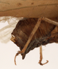 CollectionObject 1534468; 78ae3b67-1f7d-4aaf-bcf6-b830a558b0a3: female, abdomen tip (holotype). (CollectionObject).