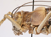 CollectionObject 1541628; 18d17197-772d-4496-8ba4-5294d4faf72e: female pronotum, lateral view (paratype of Deracanthina mistshenkoi ). (CollectionObject).