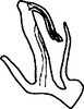 Aedeagus, lateral view on Anufrievia arcuata Yang & Zhang, 2018: (Observation).