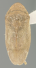 Habitus, dorsal view on Gaeta grisea (Metcalf & Bruner, 1925) now Gaeta maestralis (Metcalf & Bruner, 1925): (Observation).