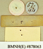 Epilampra conferta Walker, 1868: Holotype, unsexed, labels, reverse. BMNH(E)#878063. (Otu).