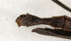 CollectionObject 1558268; f3dad98e-bffc-419f-b891-eed915efa757: copyright MIZ, Warsaw. male: end of abdomen, ventral view (syntype). (CollectionObject).;CollectionObject 1558269; b4cef16c-4cb8-45c5-b455-7adc37dbc9d4: copyright MIZ, Warsaw. male: end of abdomen, ventral view (syntype). (CollectionObject).