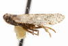 Habitus, lateral view on Cixius evexus Kramer, 1981: (Observation).