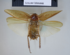 CollectionObject 1552791; NHMUK(SF IMPORT DUPLICATE) BMNH(E) 877072, c0cd3ca0-2d0b-408c-8a05-d50360f94b88: Copyright NHM, London. Holotype male, dorsal view. (CollectionObject).