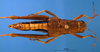 CollectionObject 1521449; cdb4f10a-c247-4ca9-b937-3c2f7533b4ff: female, dorsal view (allotype). (CollectionObject).