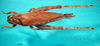 CollectionObject 1503570; cfca3aab-380f-4aaa-bfcb-3c073010f204: female, dorsal view (paratype). (CollectionObject).