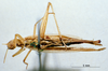 CollectionObject 1565123; 1d931b68-5604-4b0c-84a4-a2e5d27bab55: female, ventral view (syntype). (CollectionObject).