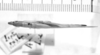 CollectionObject 1525529; 047d4955-caea-41d6-a3e2-6b26b39fd95d: female, dorsal view (paralectotype). (CollectionObject).
