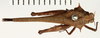 CollectionObject 1529982; ef2ecb05-d94a-4209-b613-2b69e4d95bb8: male, dorsal view (holotype). (CollectionObject).