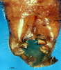 CollectionObject 1505293; 872ccf49-e64d-4c31-8acb-65d5d591fe34: male cerci (holotype). (CollectionObject).