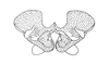 Eucosmetacris cingulata (Bolívar, 1881): Fig. 124. apex of phallic complex, dorsal view. (Otu).