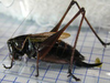 Eobiana engelhardti subtropica (Bey-Bienko, 1949): female, lateral view. (Otu).